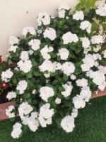 Garden & Property Maintenance Services – Business Bay, Dubai - 3